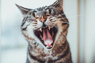 
		Yawning cat
	